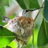 Hummingbird Nest Picture