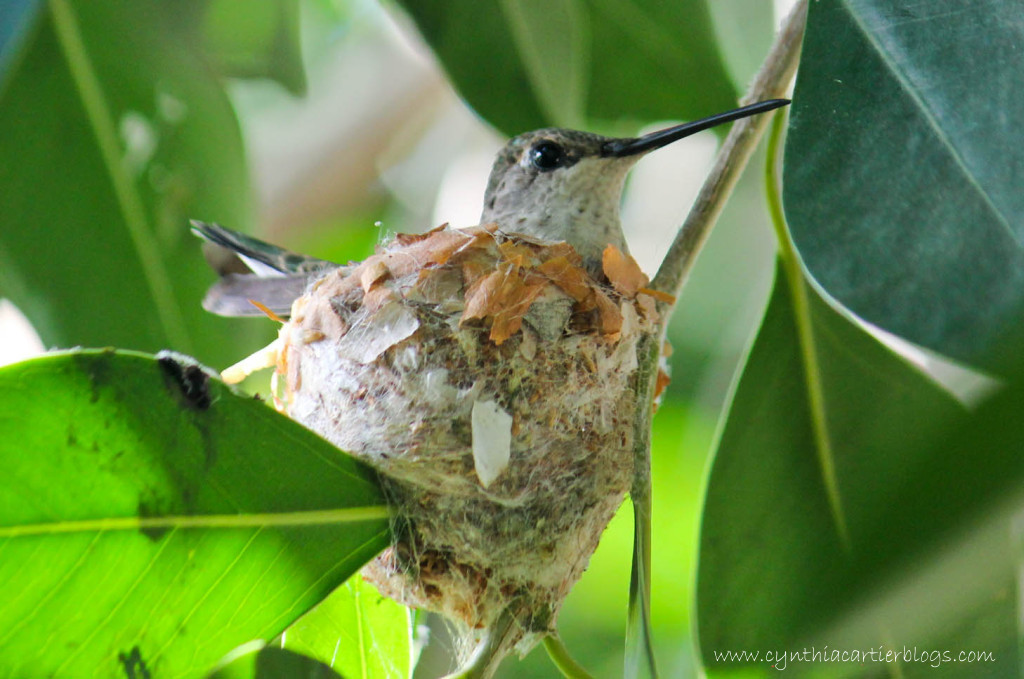 Hummingbird Nest Picture