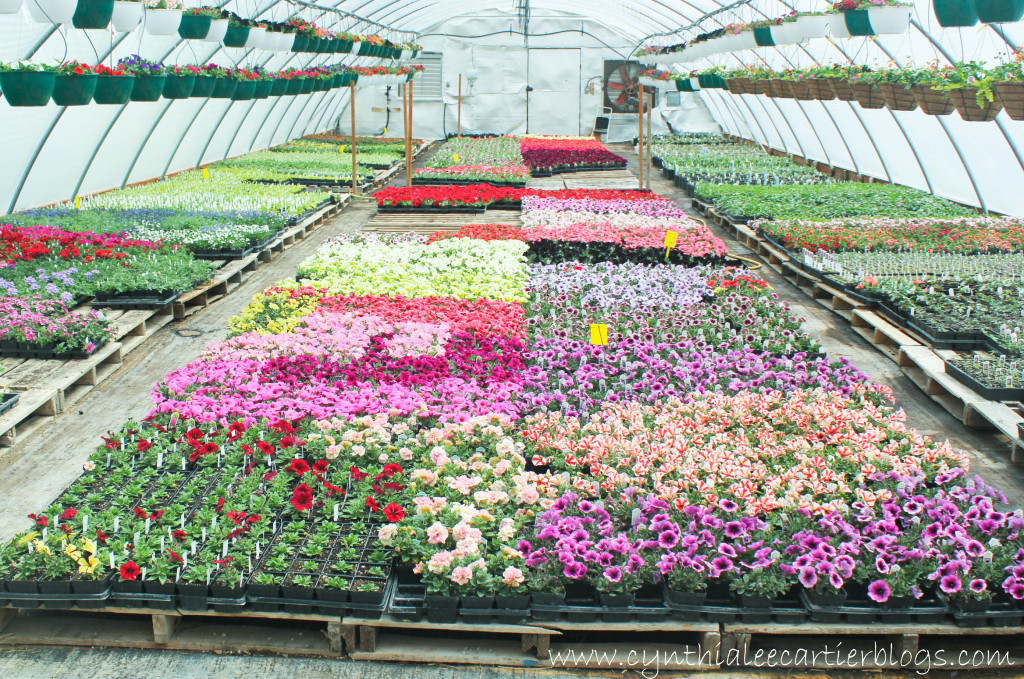 Lander Wyoming, Sprouts Garden Center: A beautiful garden center with lots of variety.