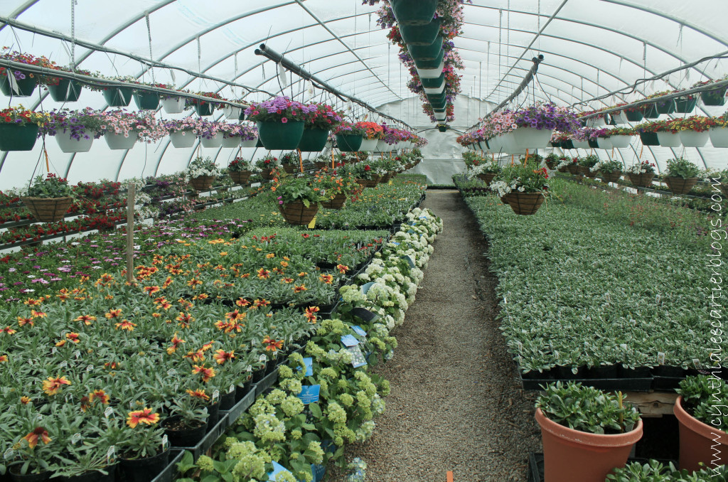 Lander Wyoming, Sprouts Garden Center: A beautiful garden center with lots of variety.