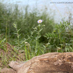 Mini Daisy by the Rio Chama River in New Mexico