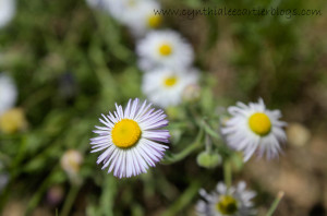 Closeup Pic of Lavendar Daisy