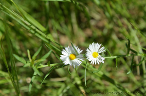 Closeup Pic of White Daisies