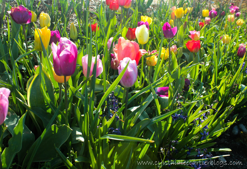 This is a photograph of a spring Tulip bed in Port Angeles Washington